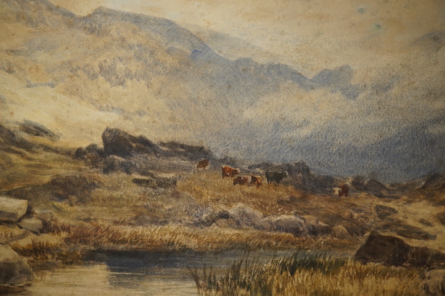 John Syer RI (1815-1885), watercolour, Scottish landscape with highland cattle, signed, unframed, 35 x 52cm. Condition - poor